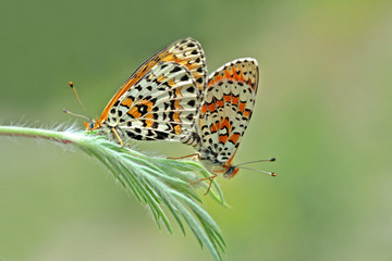 Obraz na płótnie Canvas Beautiful iparhan butterfly ; Melitaea trivia 