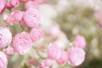 Defocused floral background of bush garden roses, soft dew shade. The concept of natural tenderness and beauty.