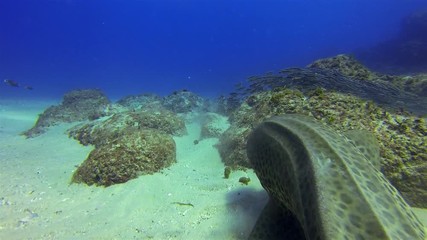 Angry Leopard Shark Close Up.Grumpy Zebra Shark Watching Fish School Gets Annoyed By Biting Remoras. Striped Catfish Eels & Bottom Dwelling Shark On Sand Reef.Beautiful Aquatic Underwater Marine Life