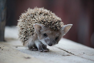 hedgehog close-up looking directly into the frame