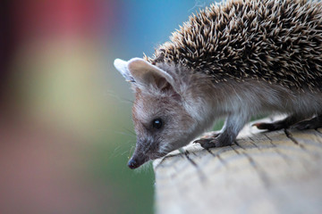 hedgehog close-up on a colorful background looks down