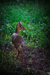 In the emerald grass Kirk's dik-dik  is a small antelope native to Eastern Afric on a green background, sunset light.