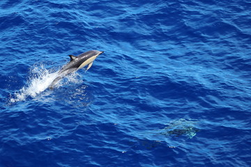 Obraz premium Dolphin jumping in the ocean. Common dolphin Delphinus delphis swimming in natural habitat. Marine mammal in Norht Pacific ocean.
