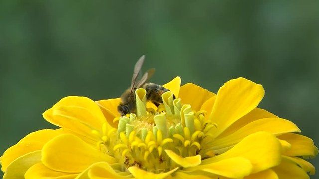 Eine Biene mit gelben "Schuhen" an den Hinterbeinen auf einer gelben Zinnienbl&uuml;te