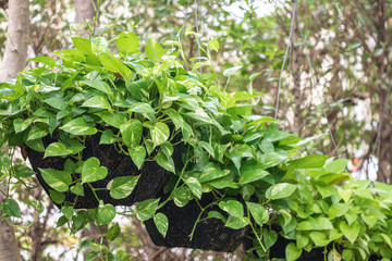 Epipremnum Aureum plant in a garden.Common names including Golden pothos,Ceylon creeper,Hunter's robe,Ivy arum,Money plant and Silver vine.