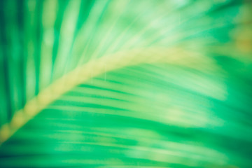 Abstract blur Palm leaves, Coconut leaves with beautiful bokeh, Fresh green leaves for graphics