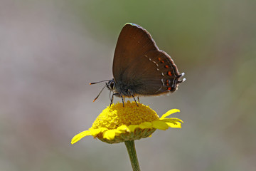 Great love butterfly ; Satyrium ilicis