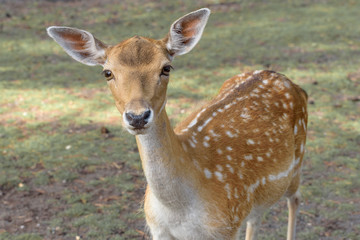 Sika deer, Cervus nippon, the spotted deer, the Japanese deer. Wildlife and animal photo