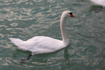 Łabędzie