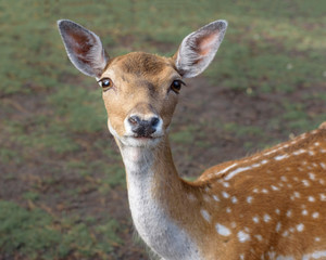 Sika deer, the spotted deer, the Japanese deer