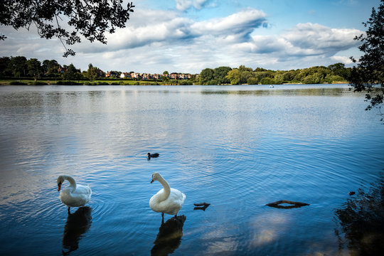 Petersfield heath pond on sunny afternoon in Hampshire