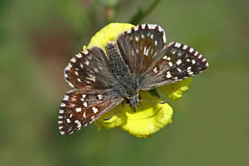 Aegean hoppy butterfly ; Pyrgus melotis