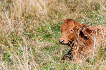 Close-up of a brown calf resting in the green and dry grass, mountain pasture in the Italian Alps, south Europe