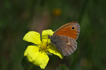 Little hoppy nymph ; Coenonympha pamphilus