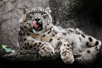 Eagerly licks the red jaws. Powerful  predatory cat snow leopard sits on a rock close-up.