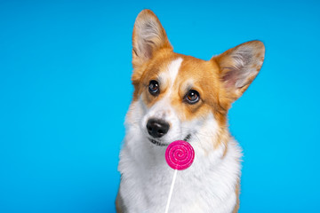 Adorable dog pembroke welsh corgi enjoy dog looking at candy lollipop on a blue background. Fight the temptation seduction.