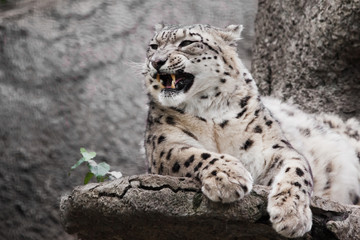 Evil angry roar, teeth. Powerful  predatory cat snow leopard sits on a rock close-up.