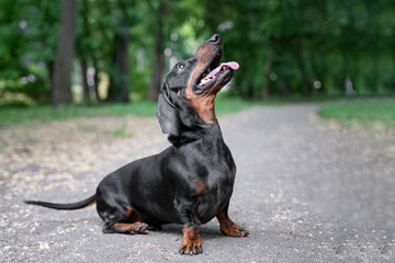 obedient dachshund dog, black and tan, joyfully looks at his owner for a walk in the summer park
