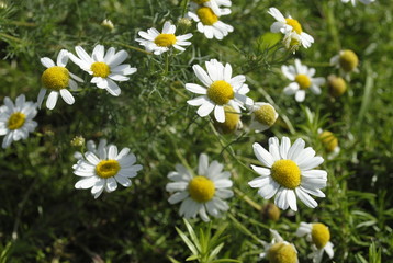 Obraz premium chamomile flowers