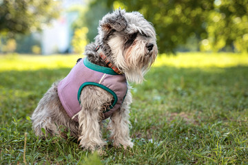 Portrait of a cute dog miniature Schnauzer, sits on the grass in the park.  puppy  training and obedience