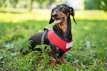 Portrait of a funny dog dachshund, black and tan, in red harness sits in the park.  dog smiling