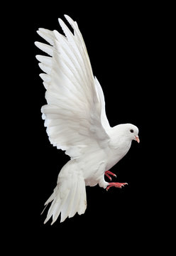 Flying white doves on a black background