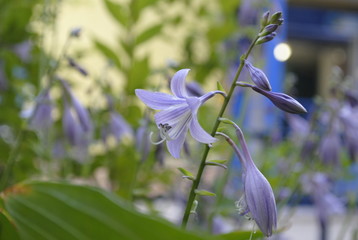 Obraz premium flower Campanula purple