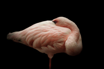 V&ouml;gel in der Natur