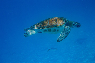 Green turtle (Chelonia mydas) swimming in the Caribbean Sea in Barbados