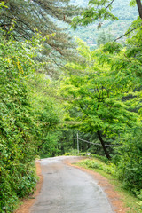 Fototapeta na wymiar road in forest in himalayas