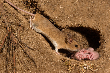 Raton field and their young