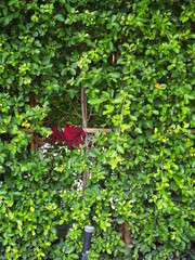 The Red Gloves Inside The Bush