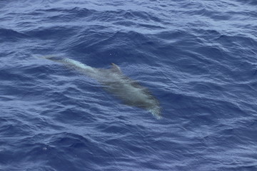 Naklejka premium Dolphin swimming underwater in the blue ocean. Common dolphin Delphinus delphis in natural habitat. Marine mammal in Norht Pacific ocean.