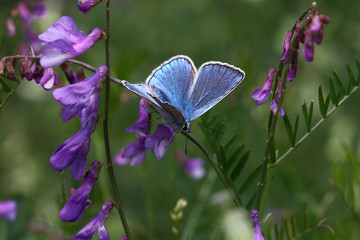 Polka dot amanda butterfly ; Polyommatus amandus