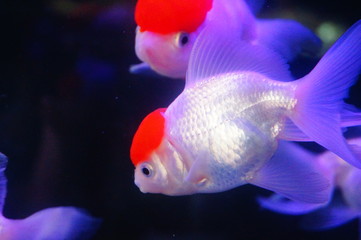 Red lionhead goldfish swim in the pool