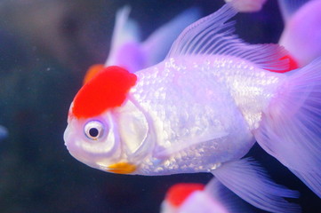 Red lionhead goldfish swim in the pool