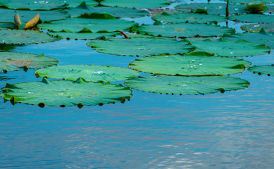 Water beads on lotus leaves and lotus leaves on lakes