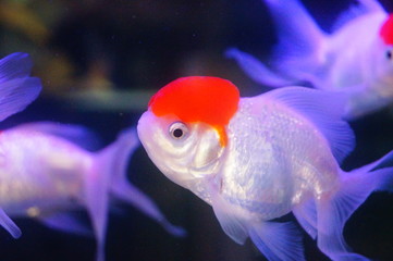 Red lionhead goldfish swim in the pool