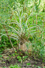 Orchard vegetables fertilized with natural manure