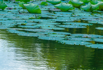 Water beads on lotus leaves and lotus leaves on lakes