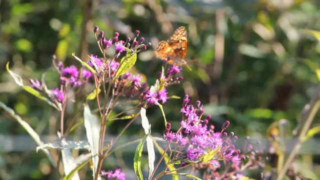 butterfly on a flower