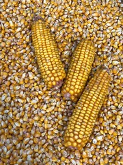 Yellow corn grains. Photo for your design.