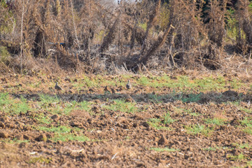 Partridge Birds on the garden, walking