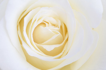 close up of white rose flower