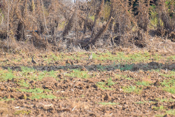 Partridge Birds on the garden, walking