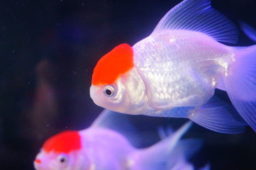 Red lionhead goldfish swim in the pool