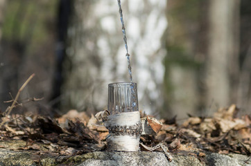 Pouring birch sap into a glass.