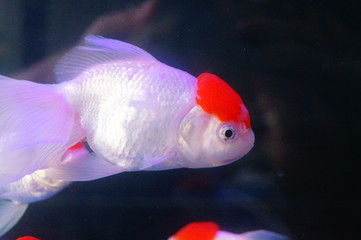 Red lionhead goldfish swim in the pool
