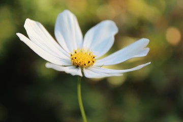 Obraz premium white flower