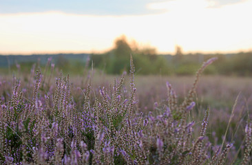 Fototapeta premium heather close-up on a sunset background beautiful blur background